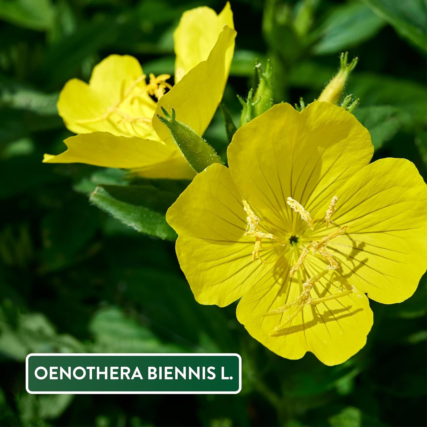 Evening Primrose Oil 1000Mg | 120 Softgel Capsules | High Strength Omega 6 and GLA | Cold-Pressed | Natures Truth